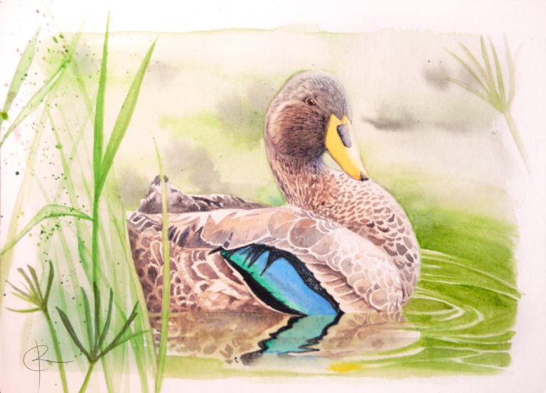 Read more about the article Duck Watercolour