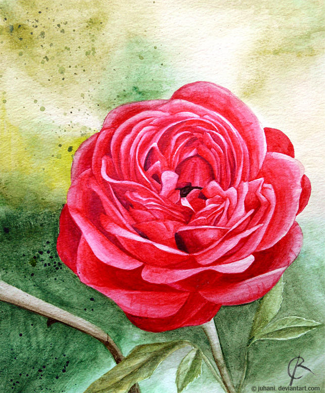 You are currently viewing Rose Watercolour