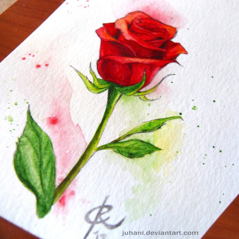 Read more about the article Pen and wash Rose