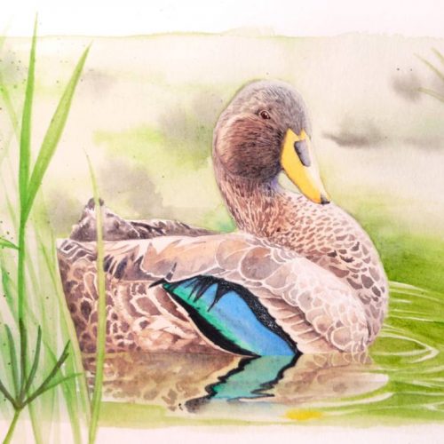 DuckWatercolourPlusDigital