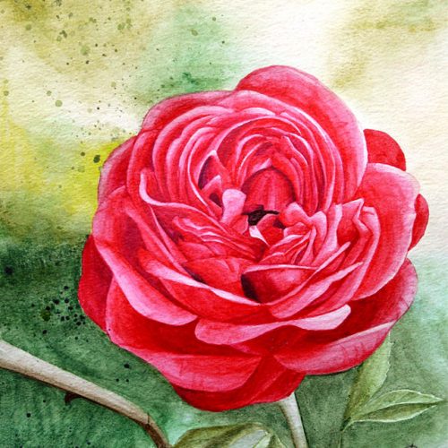 RoseWaterColour